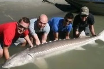 A group of men are standing next to a large fish in the water.