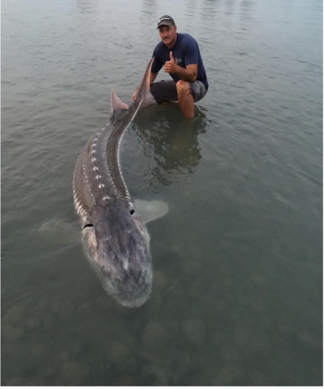 Man crouching in water behind sturgeon.