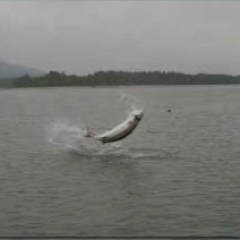 A fish is jumping out of the water.