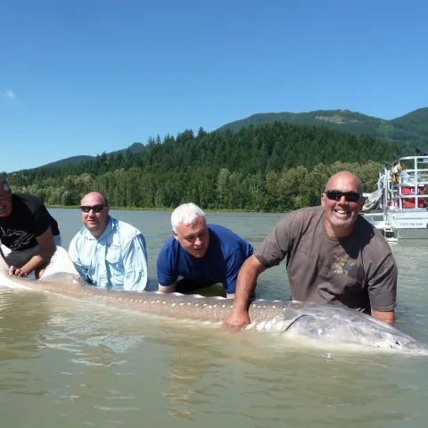 A group of men are posing with a large fish in the water