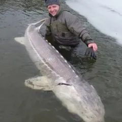 A man is holding a large fish in the water.