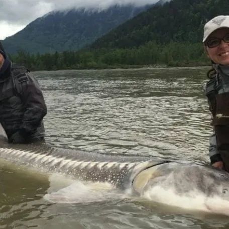 Two men are standing in the water holding a large fish.