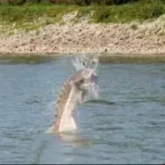 A fish is jumping out of the water.