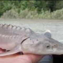 A person is holding a fish in their hand in front of a body of water.