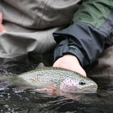 A person is holding a rainbow trout in their hands