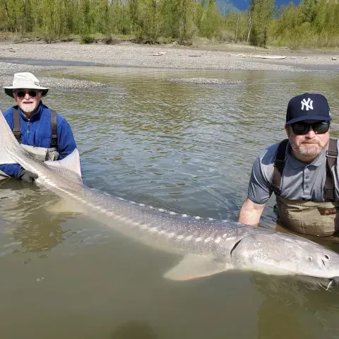 Two men are standing in the water holding a large fish.