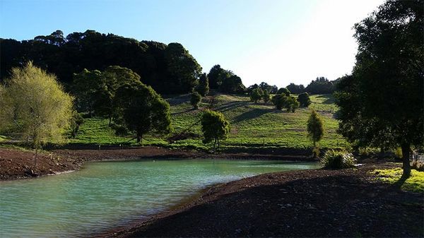 A small pond in the middle of a forest