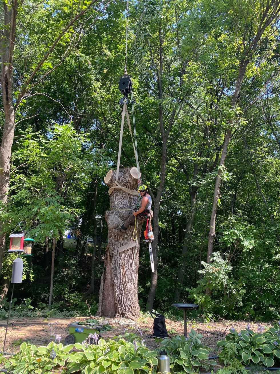 Arborist cuts tree trunk, suspended by a crane; green trees in background; bird feeders and garden below.