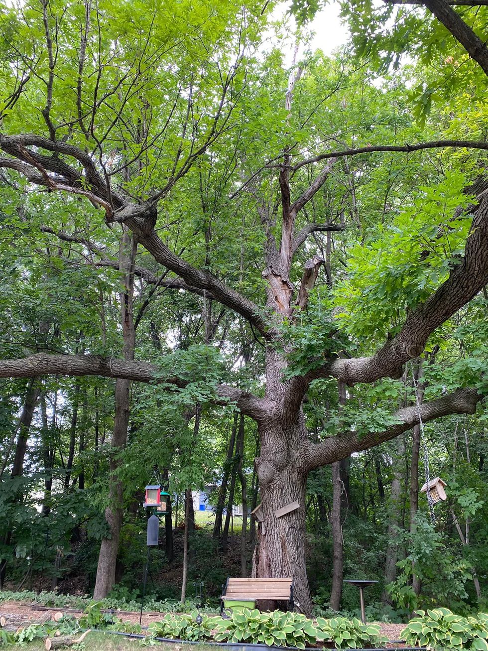 Large tree with sprawling branches; a bench sits below, bird feeders hang.