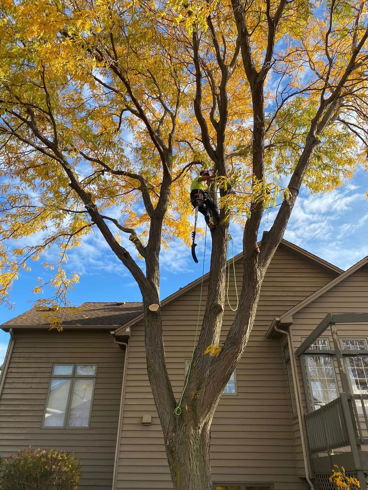 A tree trimmer cutting branches from a large tree near a brown house with blue sky and clouds.