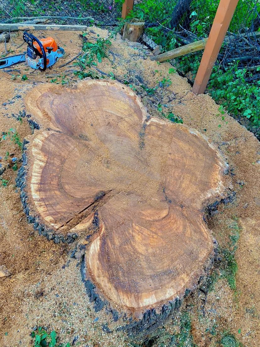 Cross-section of a tree stump with four lobes, surrounded by sawdust, chainsaw nearby.