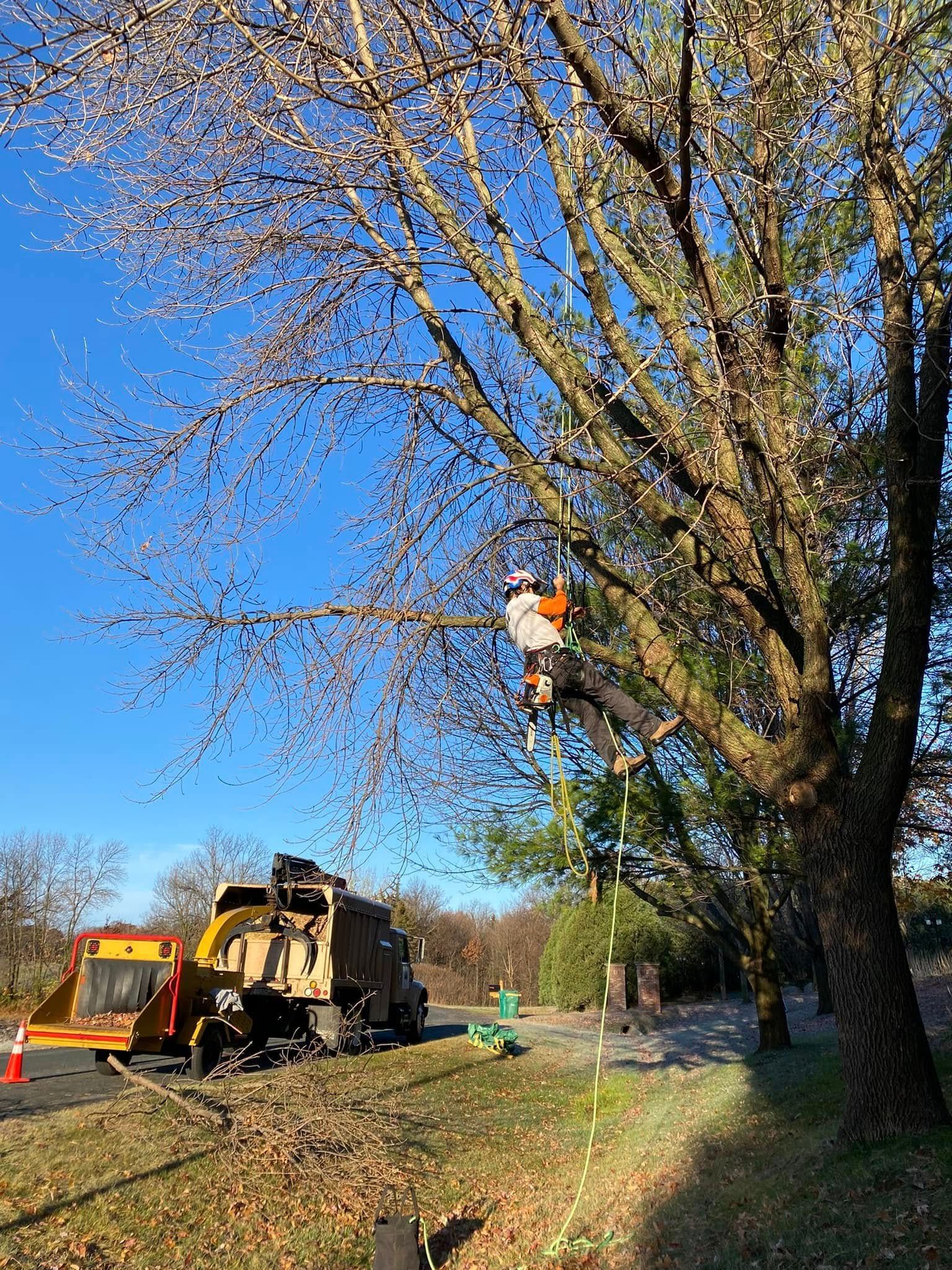 Green lift cutting a tree near a house on a sunny day.