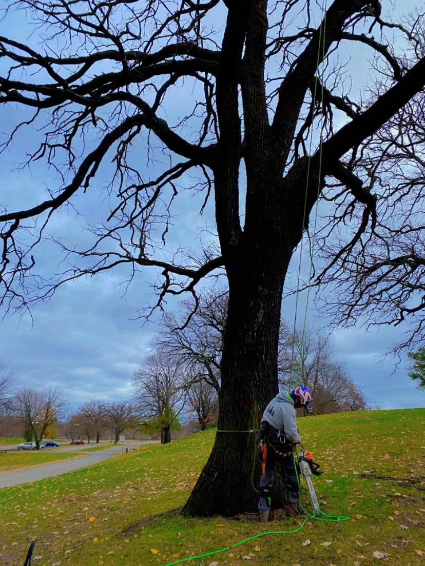 Arborist working on a large tree, cloudy day. Person wearing safety gear, cutting limbs. Green grass and park setting.