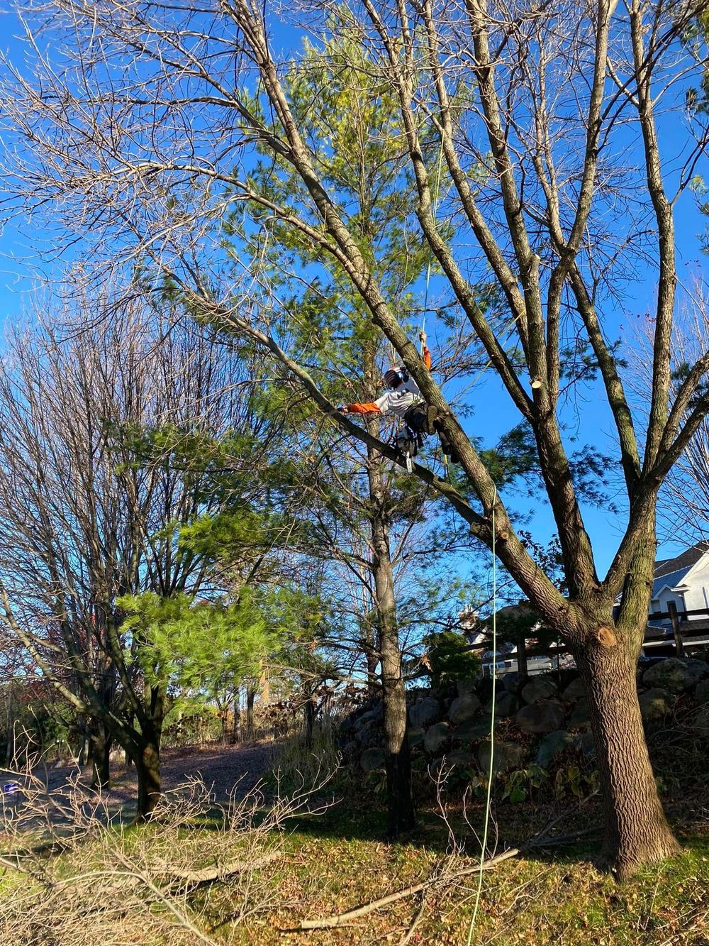 Person trimming tree branches on a sunny day.