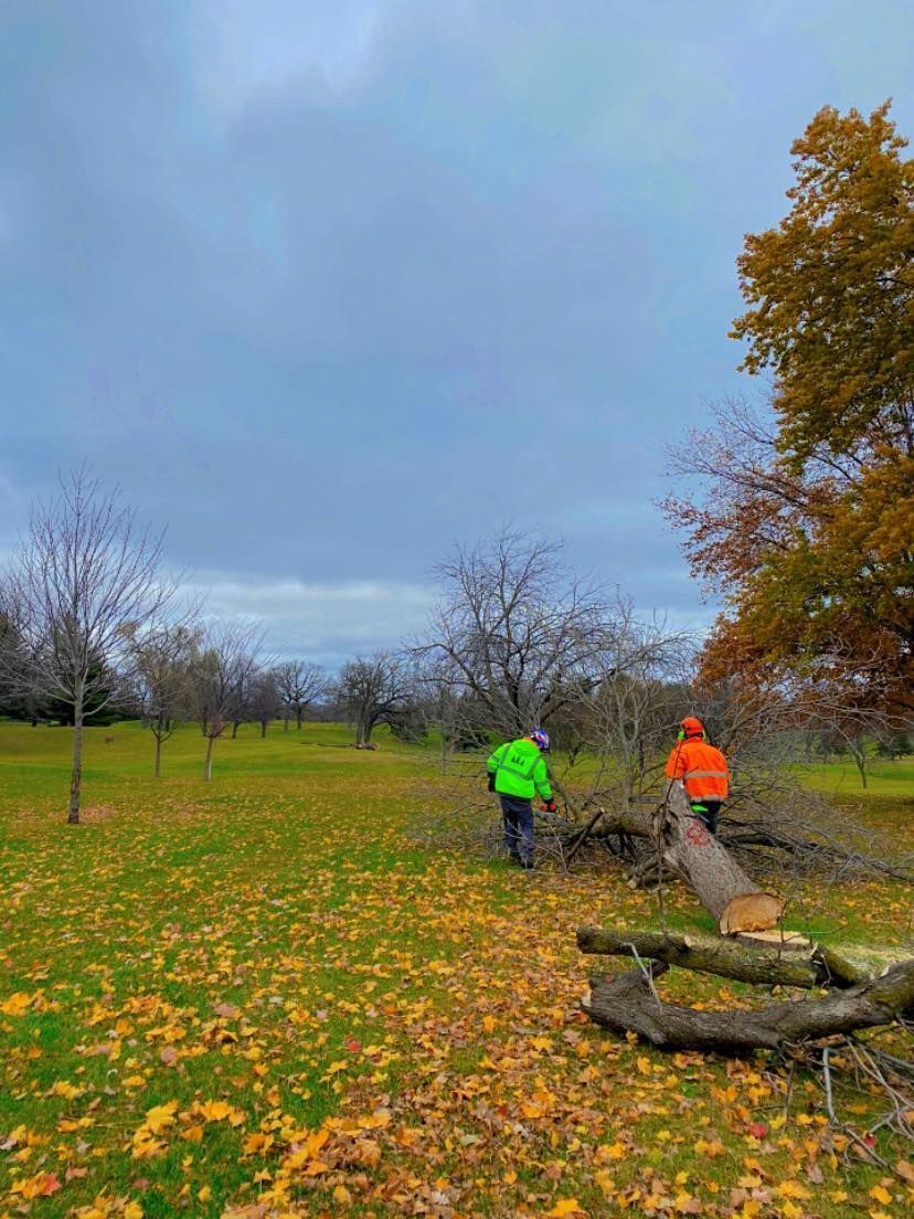 Two workers in bright vests clear logs in a grassy field covered in yellow leaves under a cloudy sky.