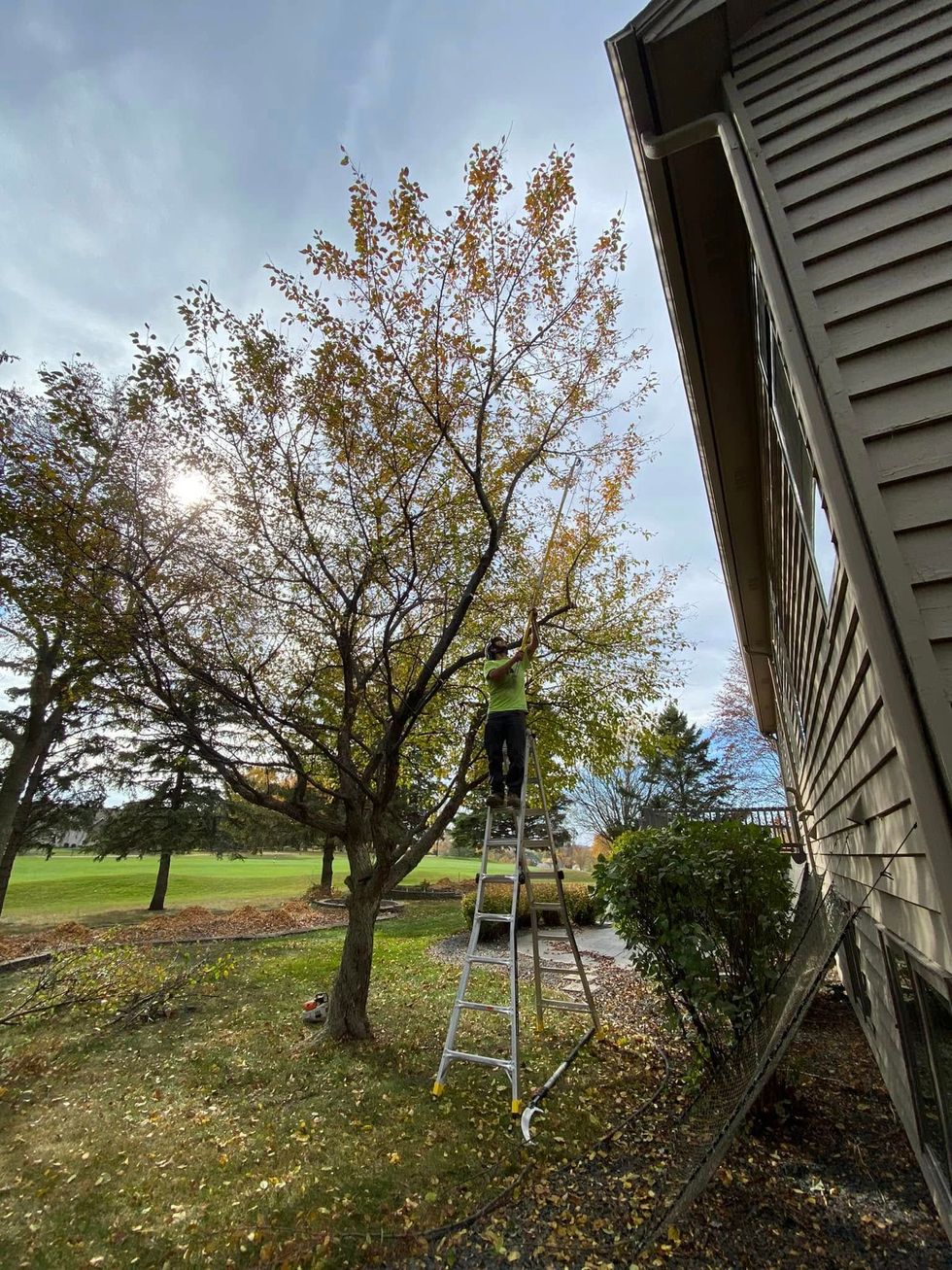 Person trimming a tree next to a house on a ladder. Leaves on the ground, sunny day.