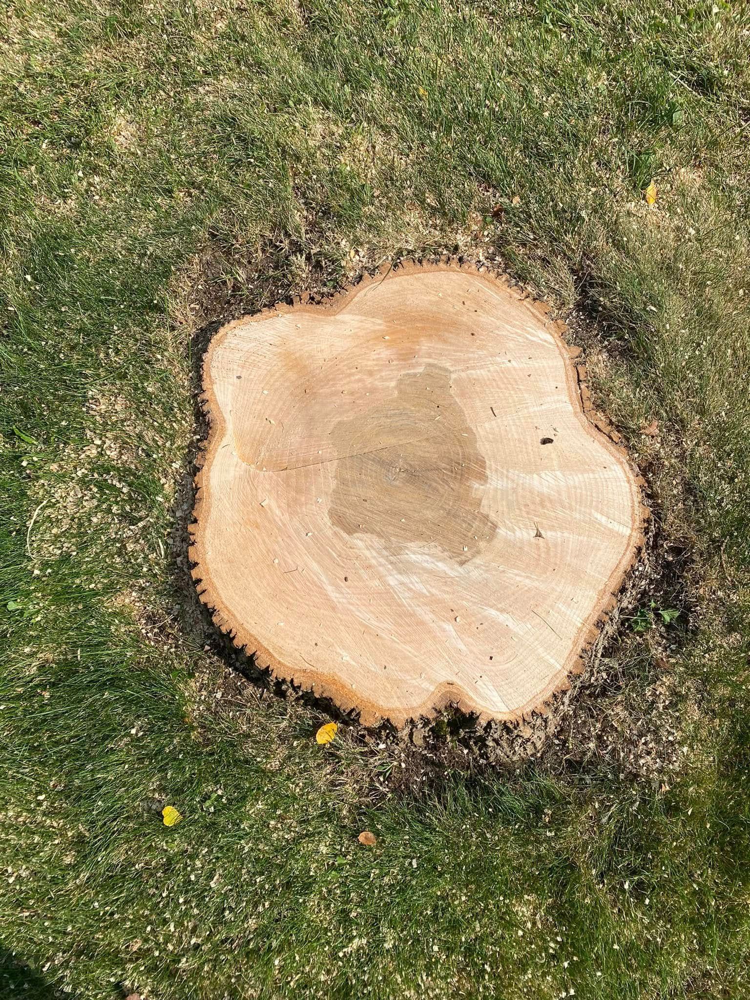 Tree stump on a grassy lawn; brown wood and green grass.