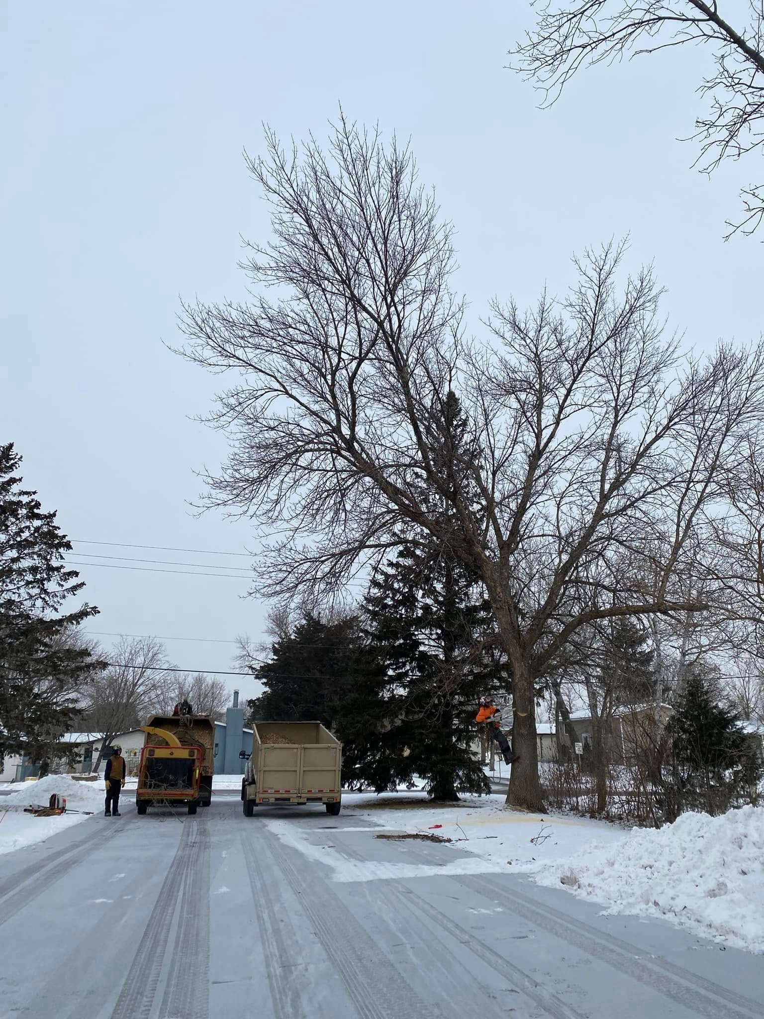 Tree trimming on a snow-covered street. A worker operates a lift near a large tree; vehicles and houses in the background.