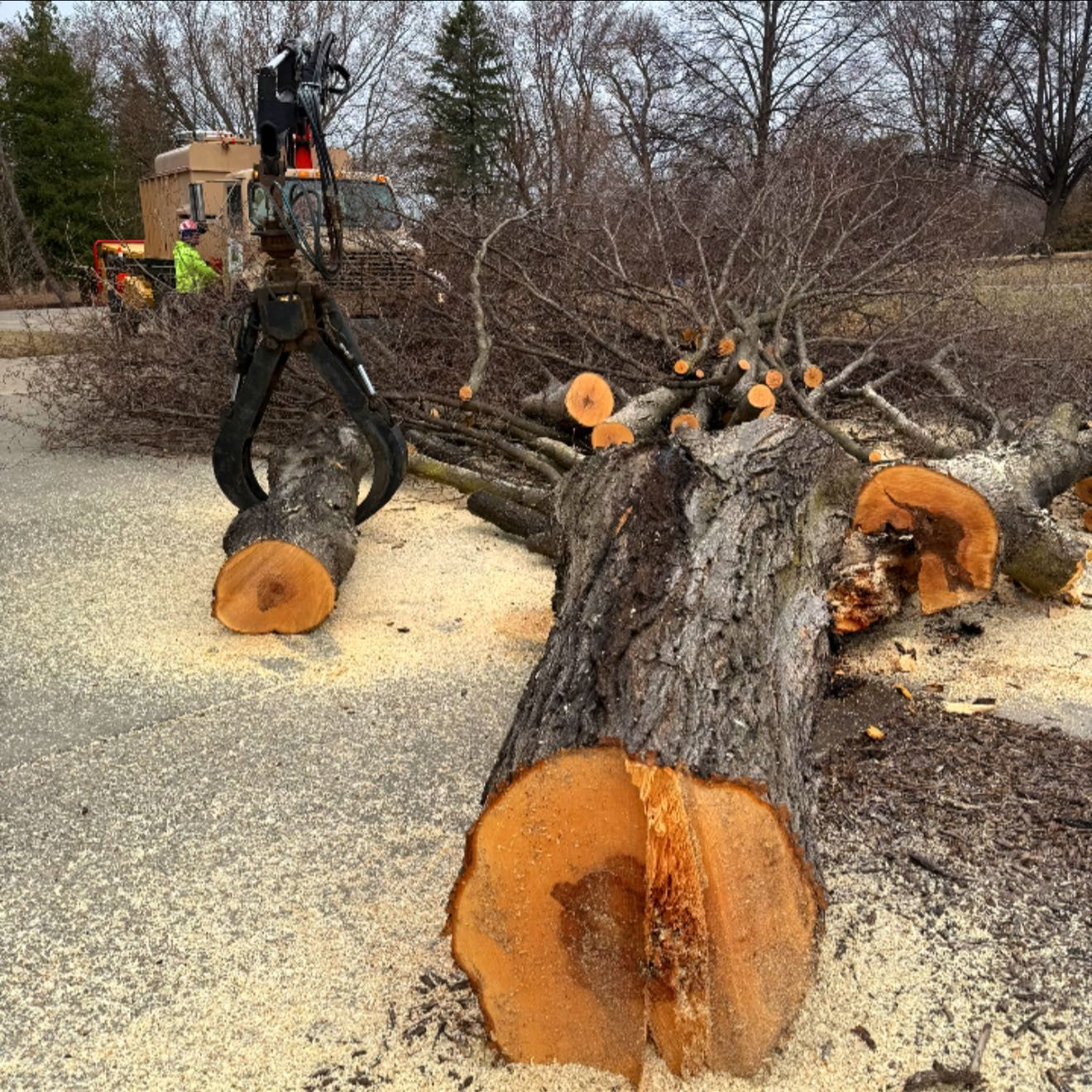 A tree being cut down by a machine. Logs are scattered on the ground, with sawdust.