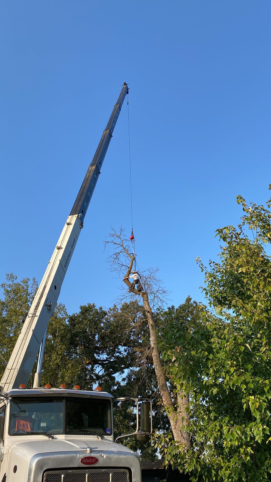 Green lift trimming a tree next to a house on a sunny day.