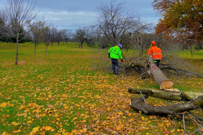 Two workers in safety vests cutting a fallen tree in a grassy field covered in fallen leaves.