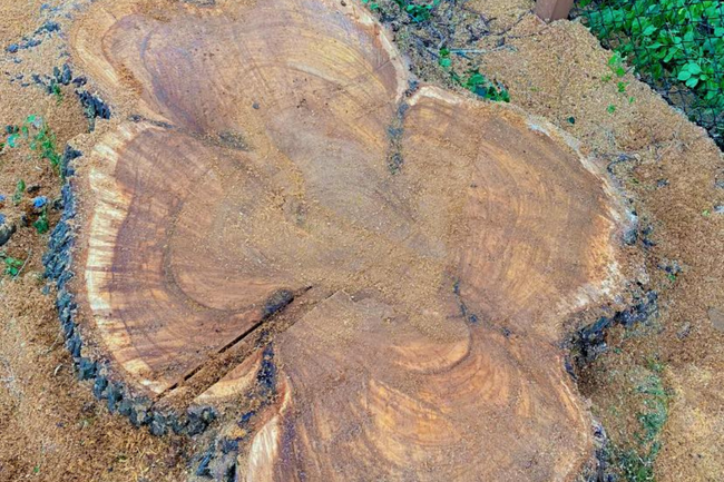 Cross-section of a tree stump, showing wood grain, surrounded by sawdust and green grass.