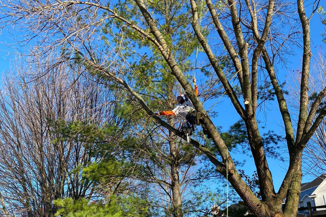 A tree service worker uses a chainsaw while trimming a tree on a sunny day.