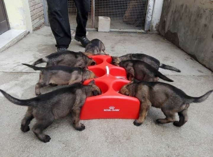 Sette cuccioli di pastore tedesco mangiano da una mangiatoia rossa, con una persona in piedi nelle vicinanze.