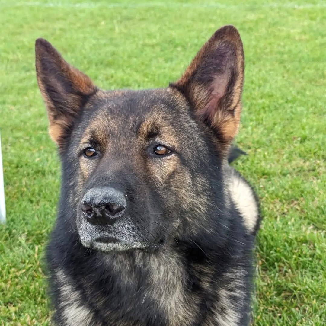 Un pastore tedesco dal mantello nero e marrone chiaro sull'erba verde.