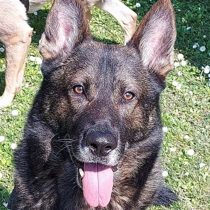 Cane pastore tedesco nero e marrone con la lingua di fuori, seduto sull'erba.