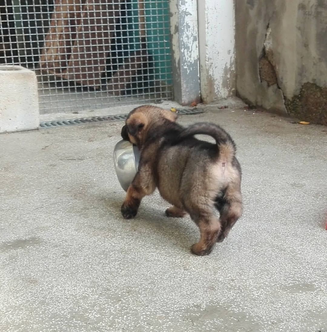 Un cucciolo con il pelo marrone porta una ciotola di metallo. Si trova su un pavimento di cemento vicino a un recinto di filo metallico.