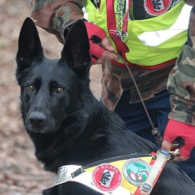 Cane da ricerca e salvataggio pastore tedesco nero con conduttore in un ambiente boschivo.