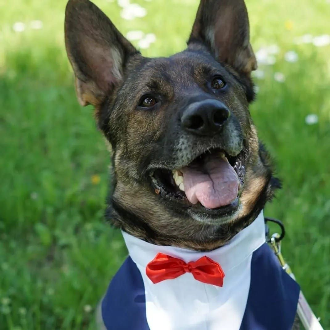 Un pastore tedesco con smoking blu e papillon rosso sorride all'aperto.