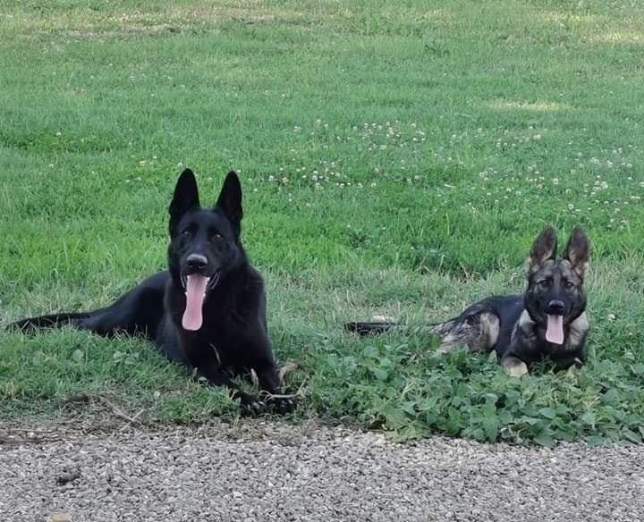Due pastori tedeschi sdraiati sull'erba, uno nero e uno zibellino, con la lingua penzoloni.
