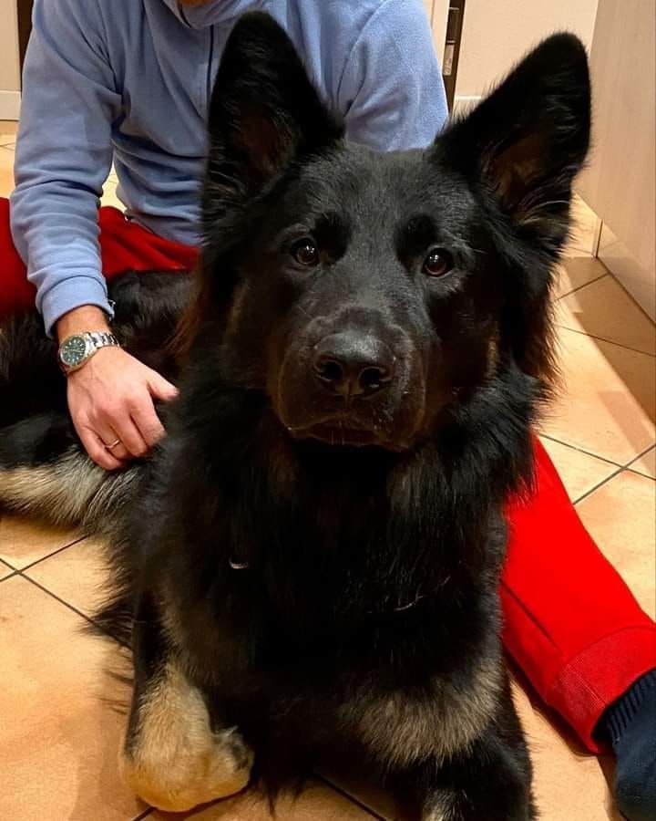 Un pastore tedesco nero focato è seduto e guarda la telecamera. Una persona accarezza il cane, che riposa su un pavimento di legno.