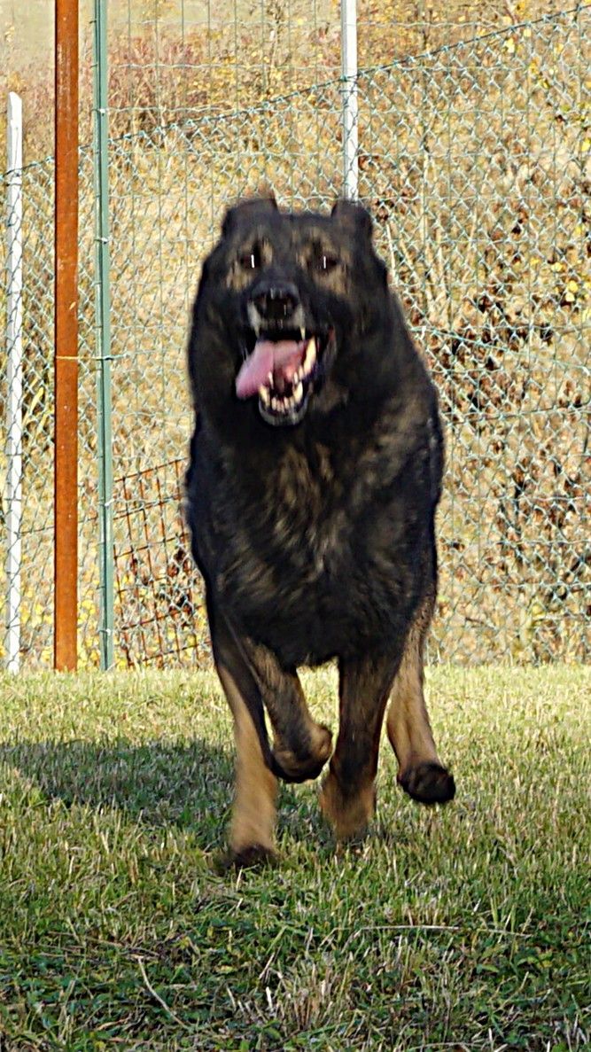 Pastore tedesco nero focato che corre verso l'osservatore con la bocca aperta e la lingua fuori su un campo erboso.