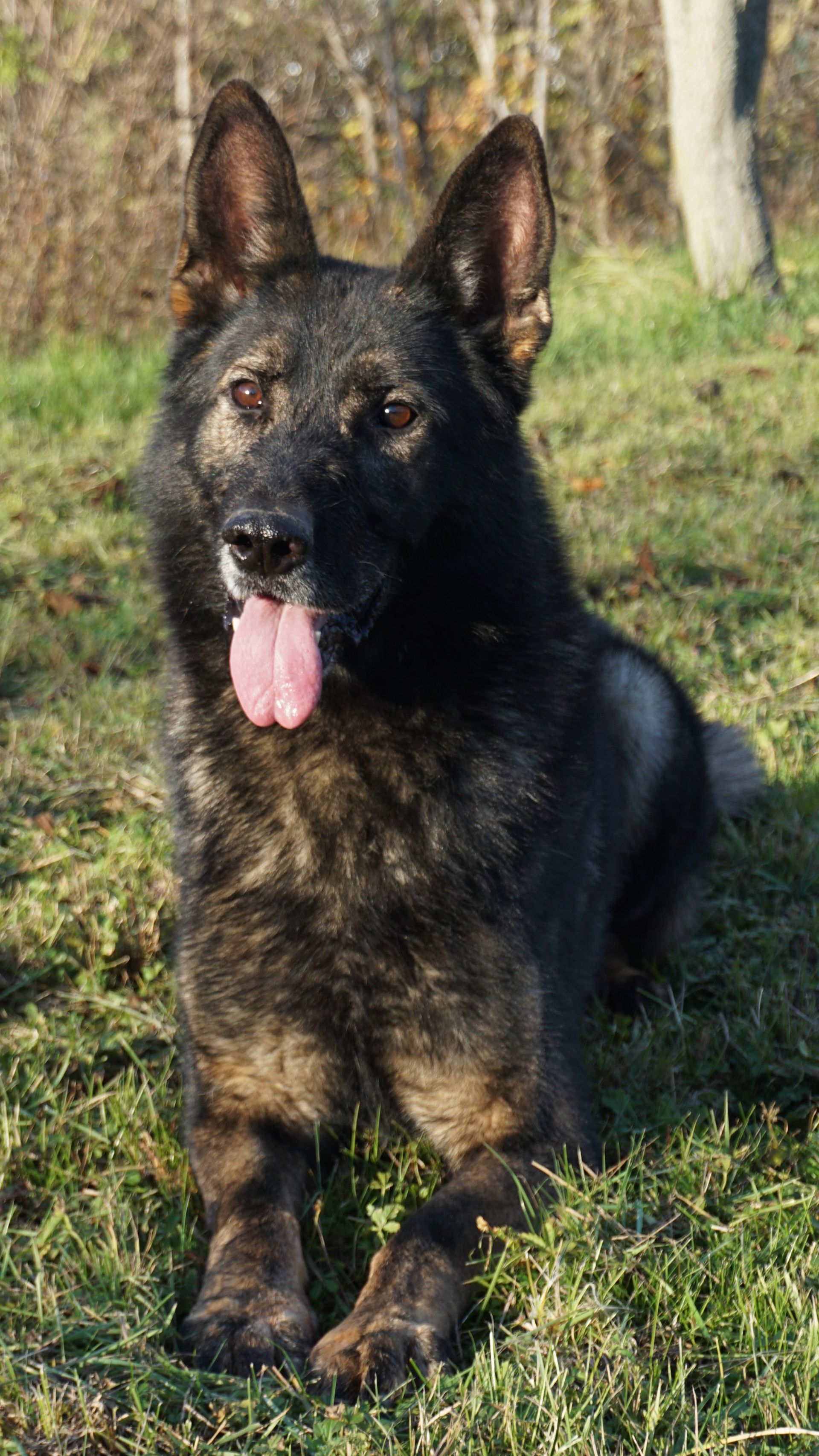 Cane nero e tigrato con la lingua di fuori, sdraiato sull'erba.