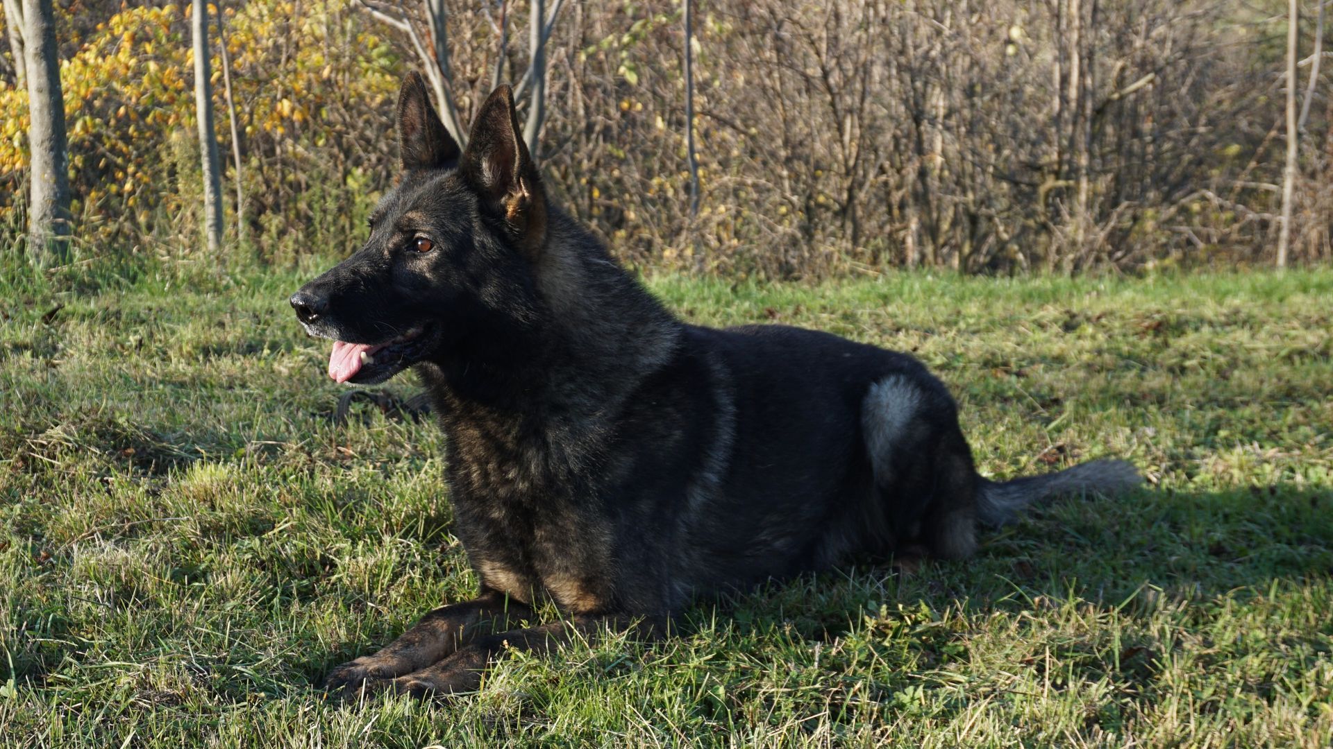 Cane pastore tedesco color sabbia scuro che riposa sull'erba, all'aperto.