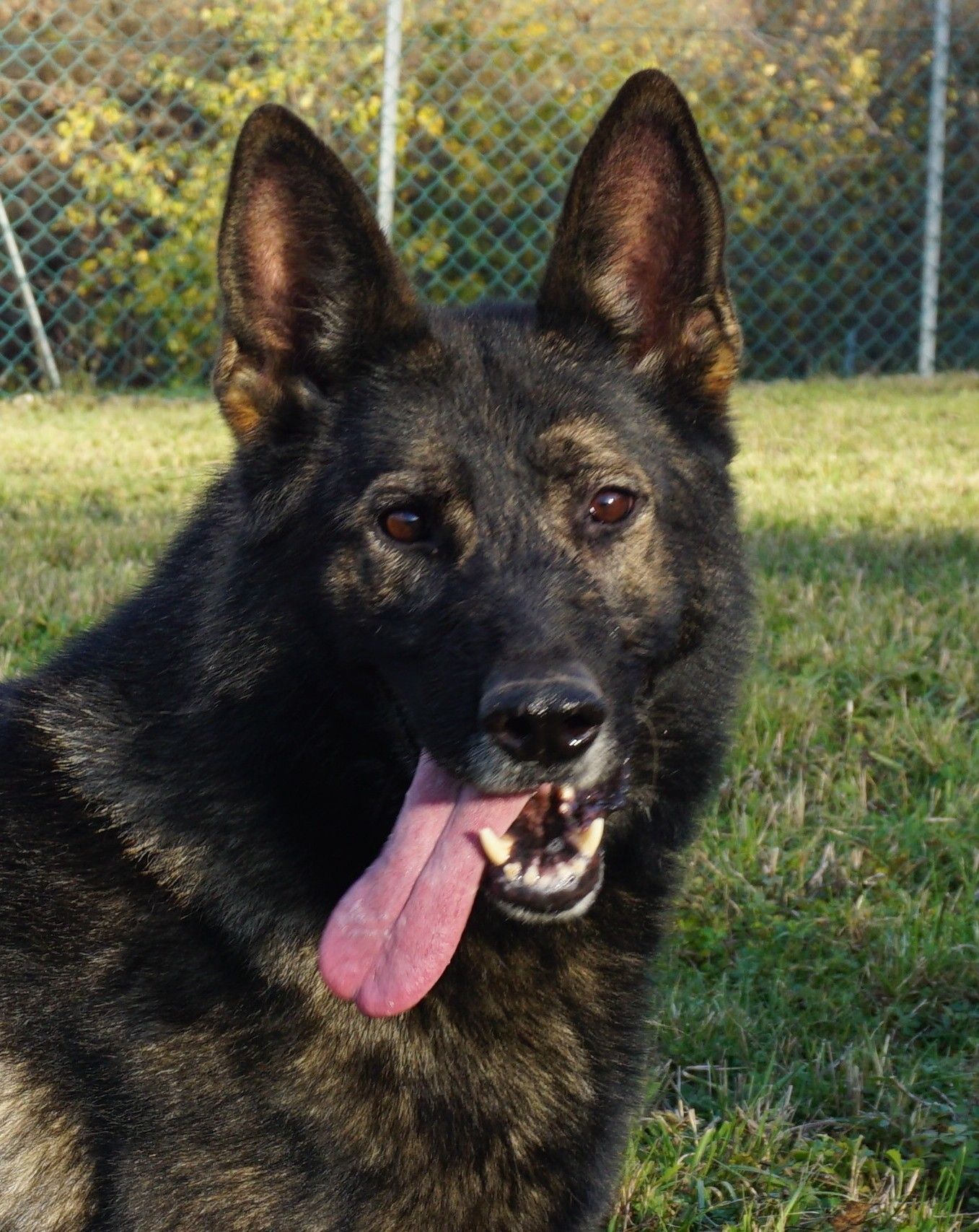 Cane pastore tedesco nero che ansima con la lingua fuori, in un ambiente erboso all'aperto.