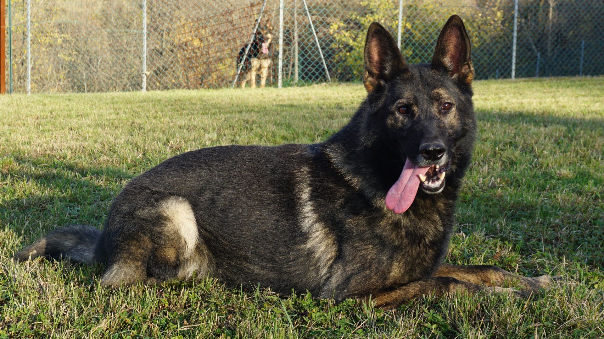 Un pastore tedesco nero focato riposa sull'erba con la lingua fuori, sullo sfondo un altro cane.