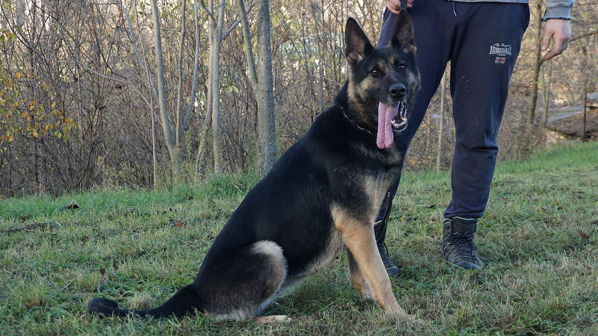 Un pastore tedesco nero focato è seduto sull'erba, ansimando, accanto a una persona con pantaloni scuri.