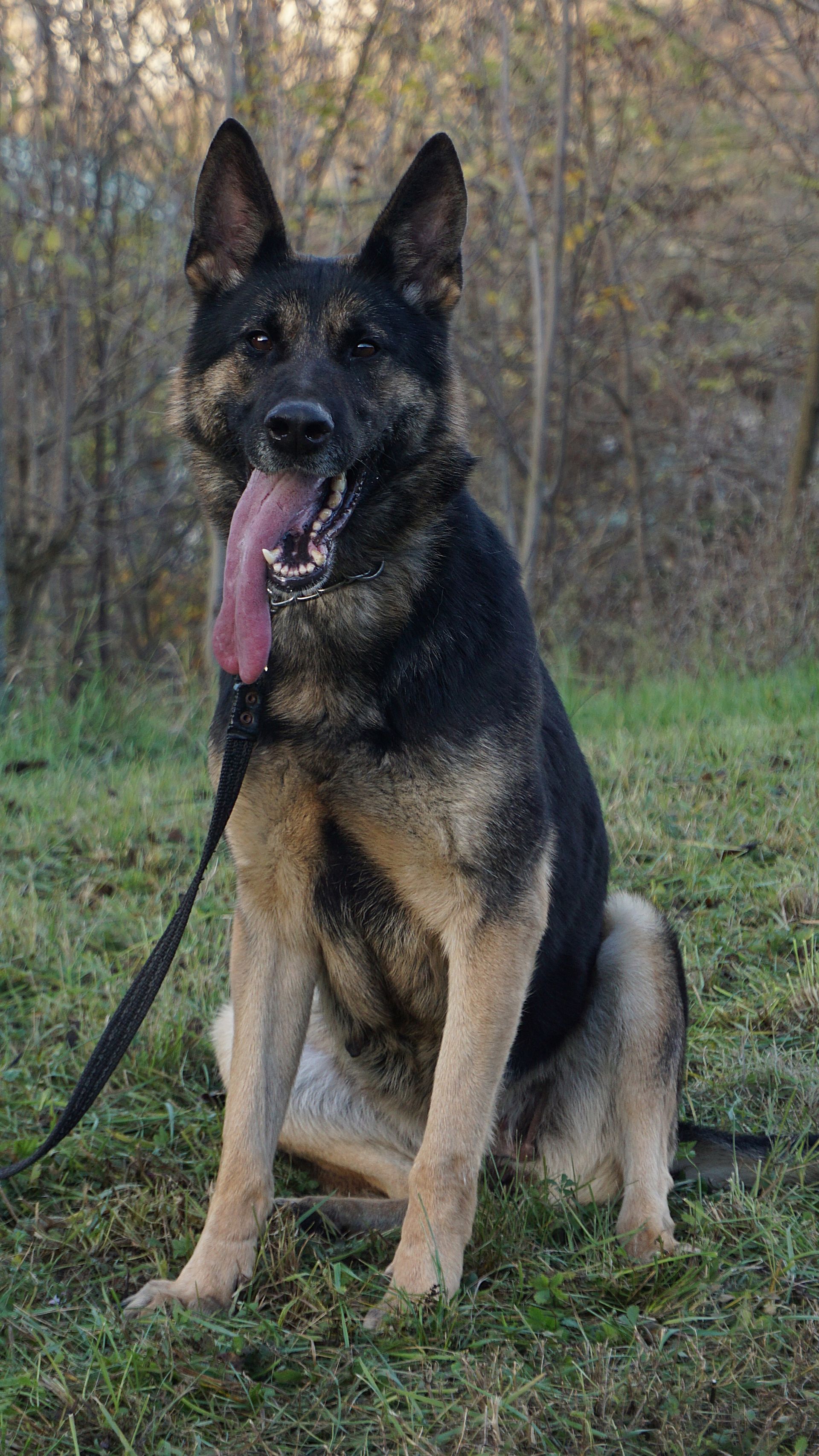 Cane da pastore tedesco seduto sull'erba, con la lingua fuori, il guinzaglio attaccato, su uno sfondo boscoso.