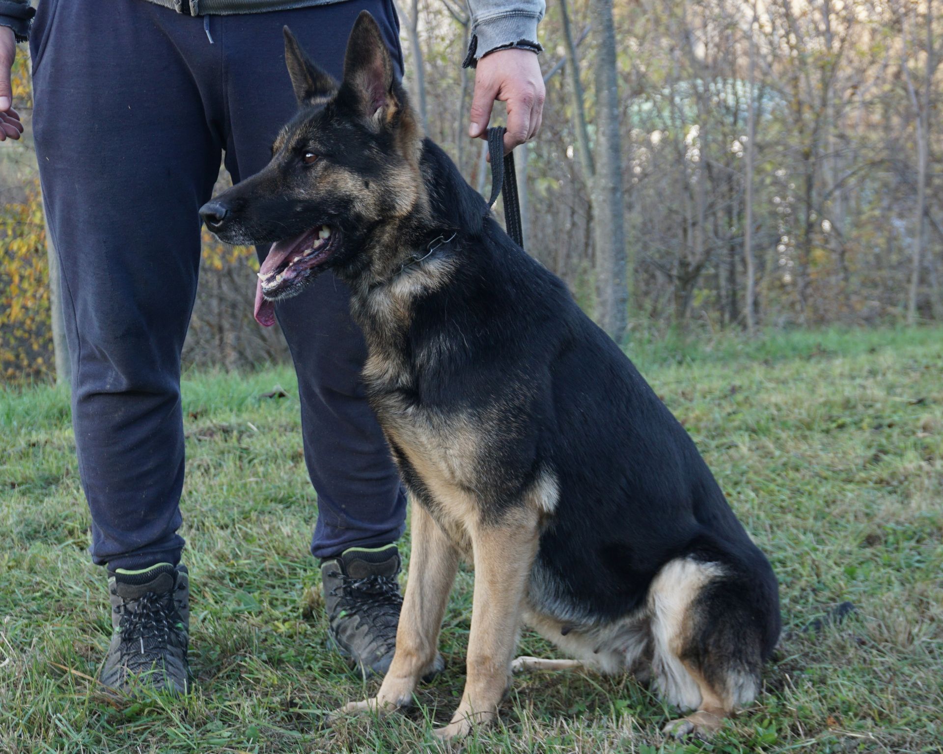 Un pastore tedesco seduto sull'erba accanto a una persona. Il cane è nero focato e ha la lingua di fuori.