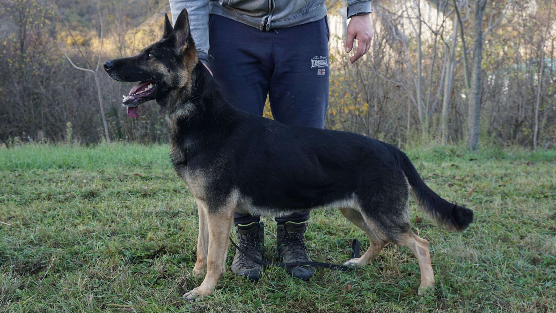 Un pastore tedesco nero focato in piedi sull'erba accanto a una persona in un campo.