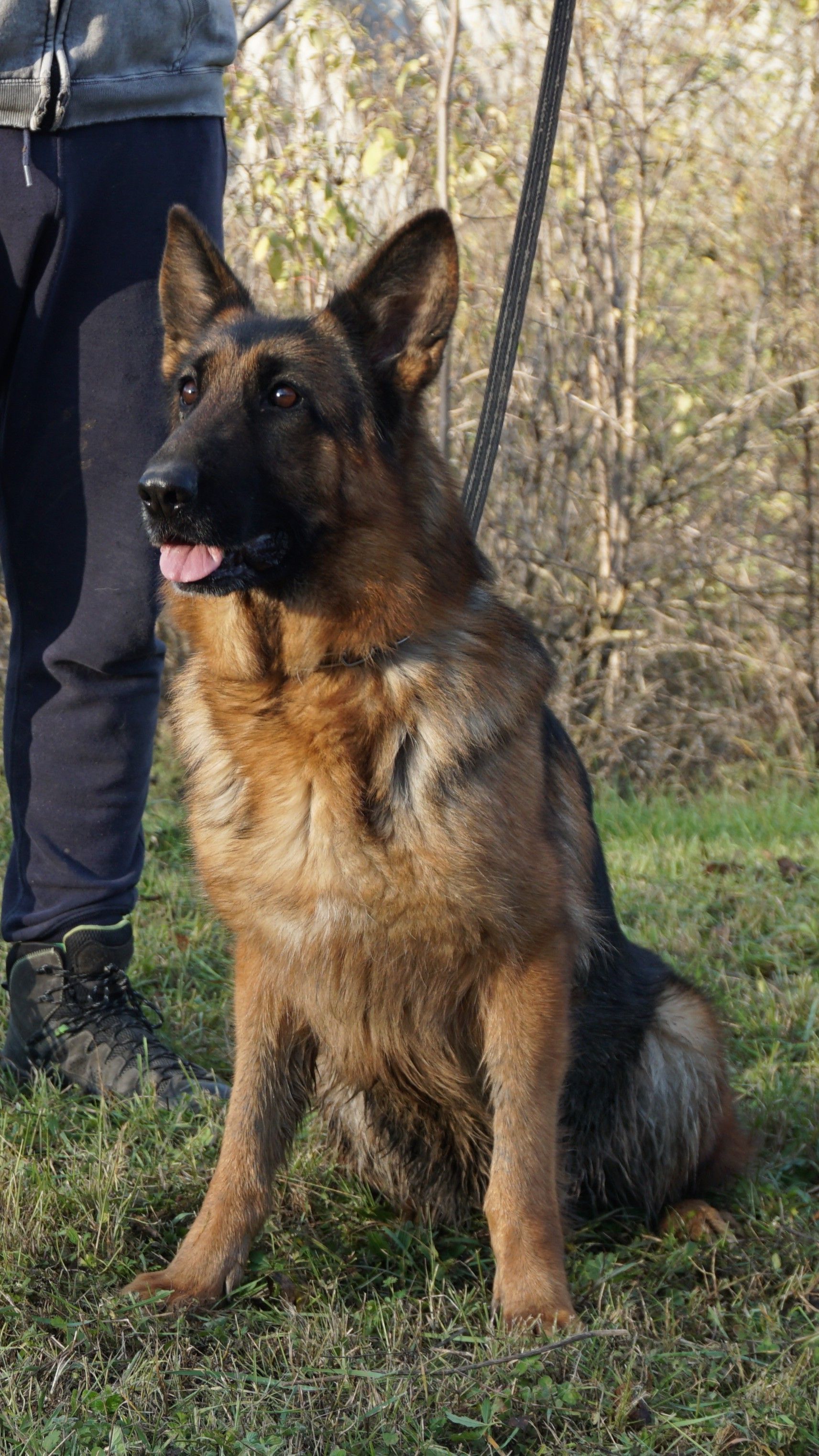 Cane pastore tedesco seduto sull'erba, con aria vigile, al guinzaglio.
