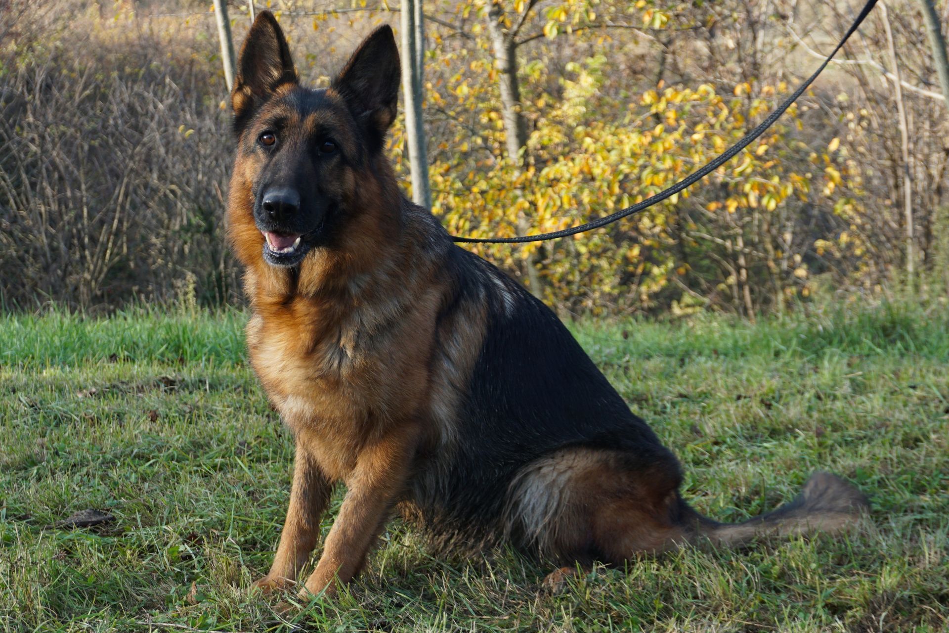 Cane pastore tedesco seduto sull'erba, pelo marrone chiaro e nero, guinzaglio attaccato. Alberi sullo sfondo.