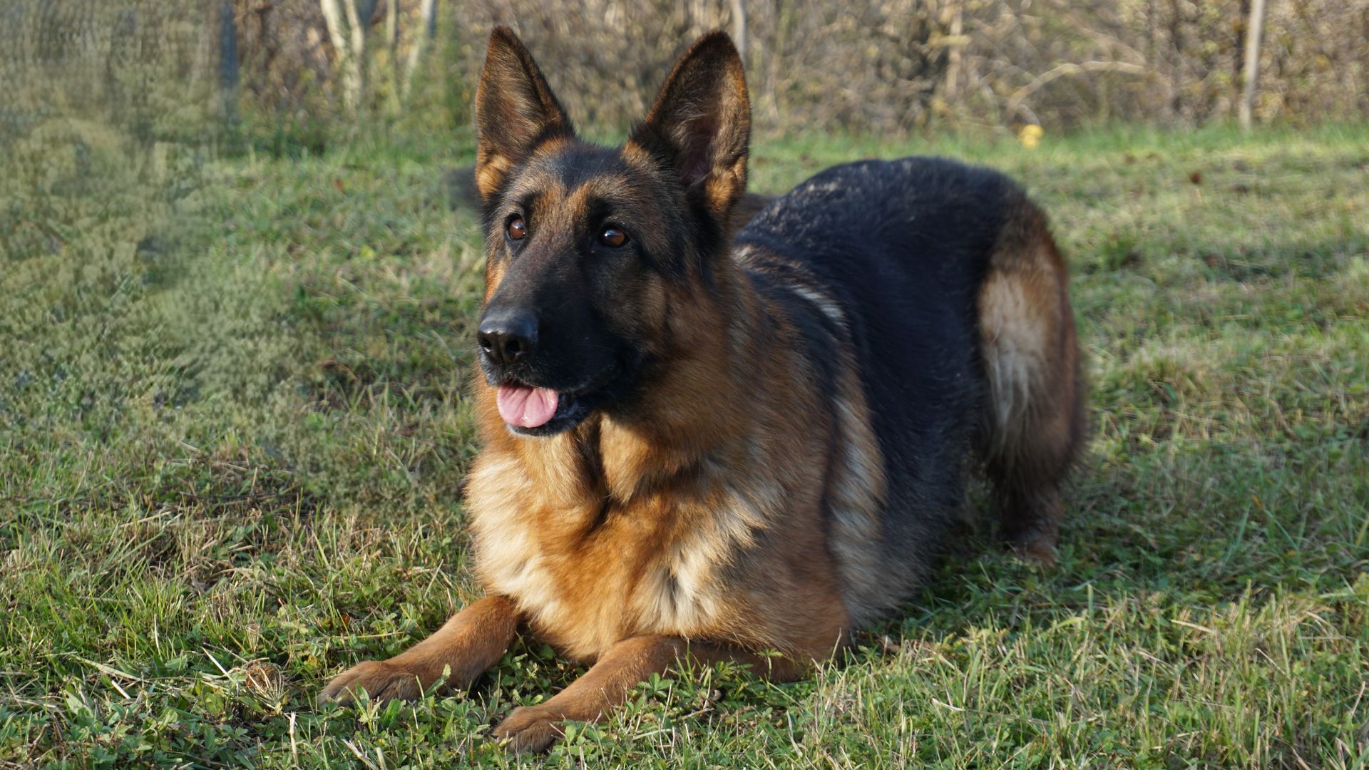 Cane pastore tedesco, nero focato, sdraiato sull'erba verde, con aria vigile.
