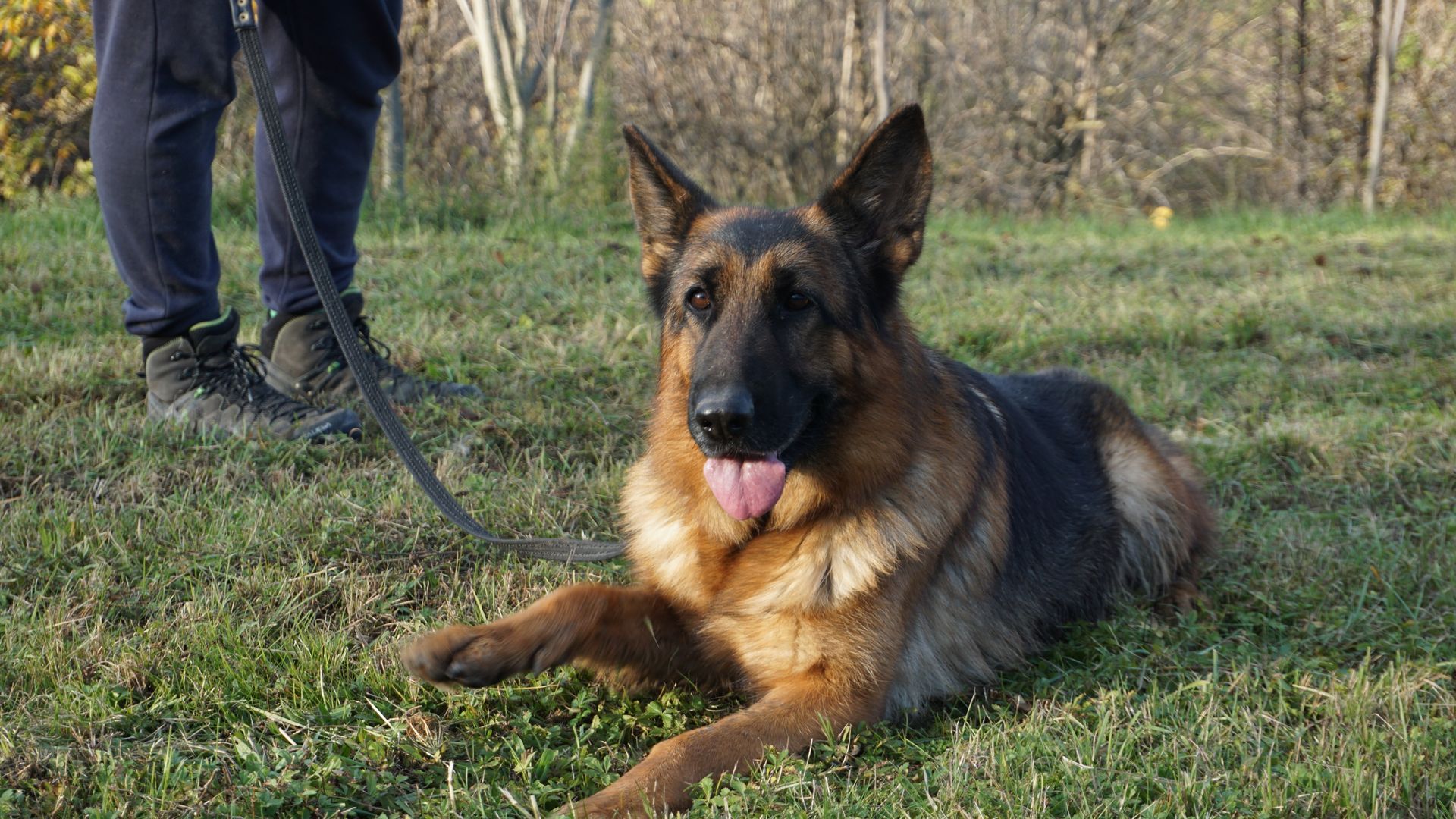 Cane pastore tedesco, pelo nero e marrone chiaro, con la lingua fuori, che riposa sull'erba accanto a una persona.