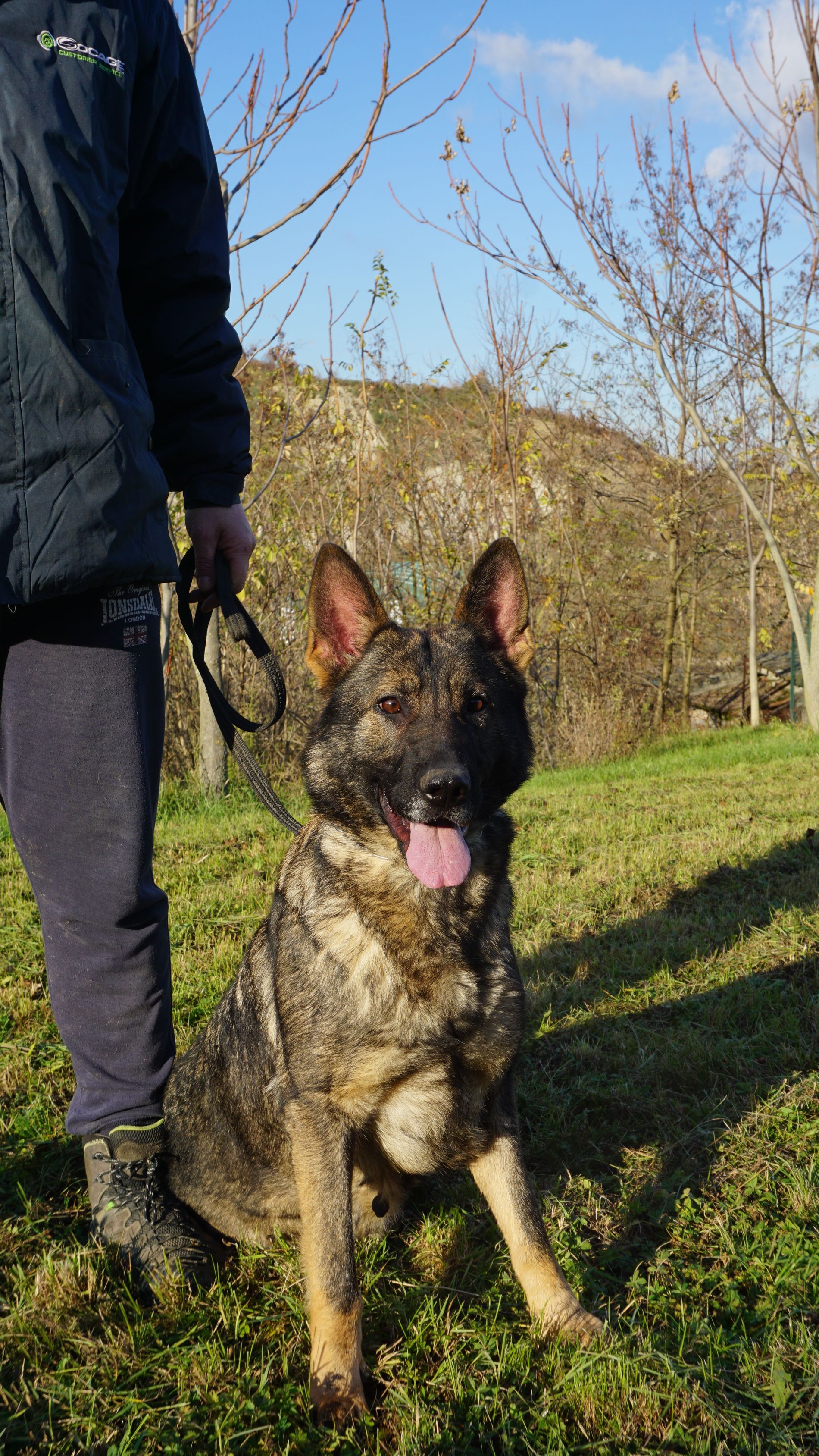 Un pastore tedesco al guinzaglio è seduto in un prato, con la lingua fuori. Una persona tiene il guinzaglio.