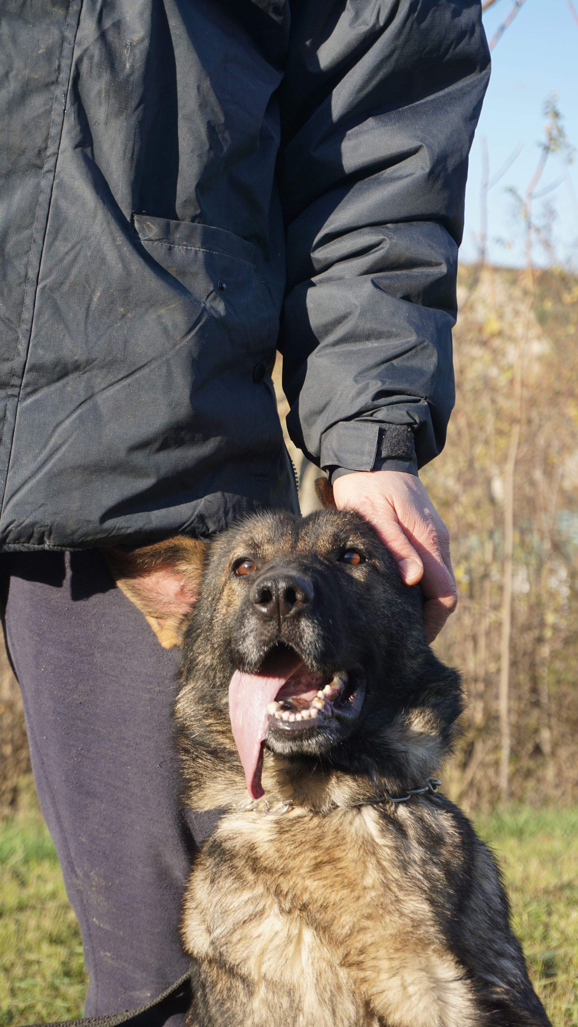 Un cane tigrato con la lingua fuori viene accarezzato da una persona che indossa una giacca nera.